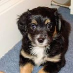 Cute dog