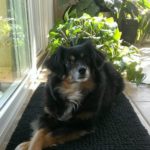 Cute dog