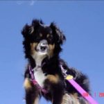 Cute dog