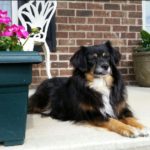 Cute dog