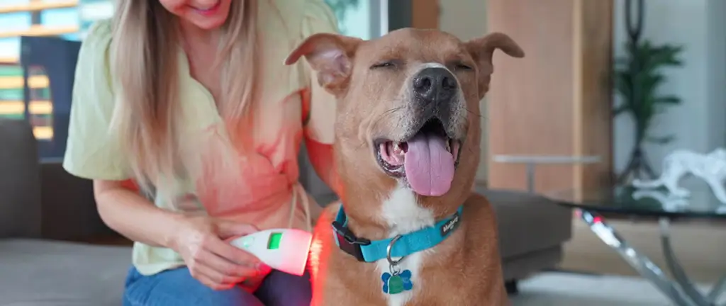 Dog being treated by HelioPet