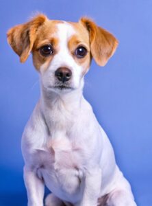 Cute dog