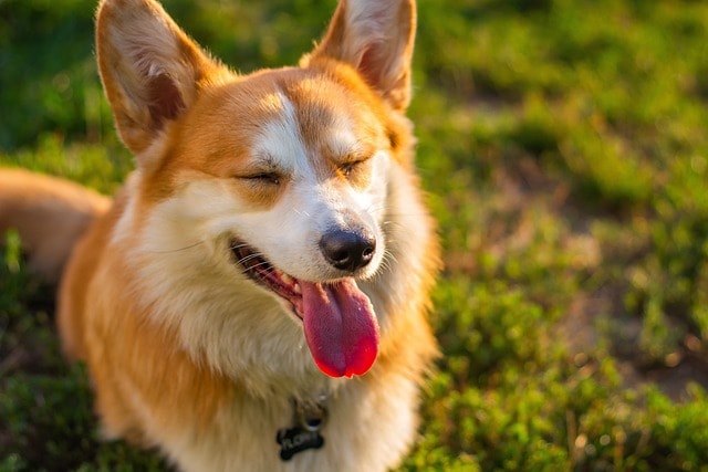 is red light good for dogs light therapy for dogs is red light bad for dogs infrared light therapy for dogs