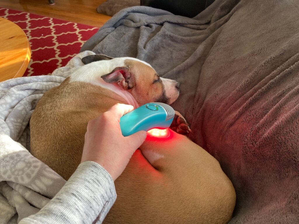 A happy dog receiving medcovet luma red light therapy treatment.