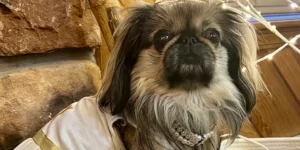 Medcovet Dog - Bomi