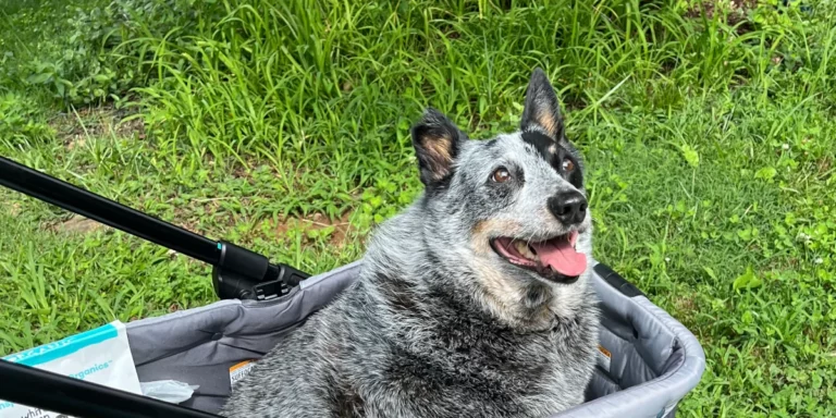 Dingo