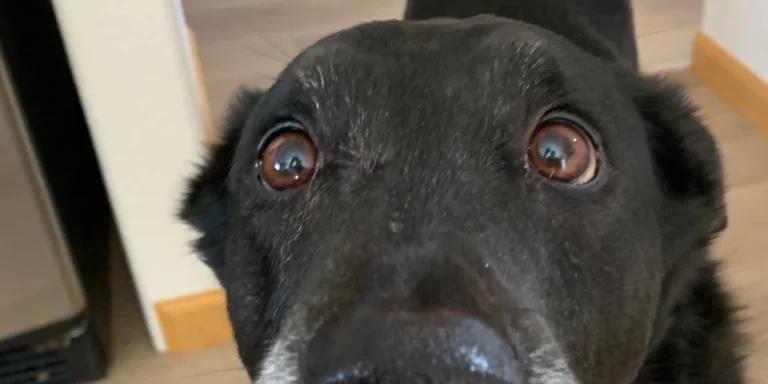 Kona