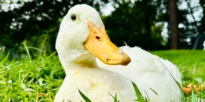 Medcovet Duck - Luchie