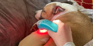 Medcovet Dog - Lucy