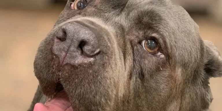 Nahla