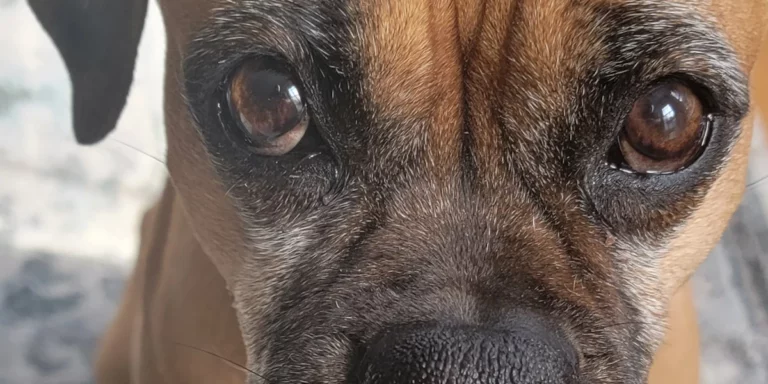 Penni
