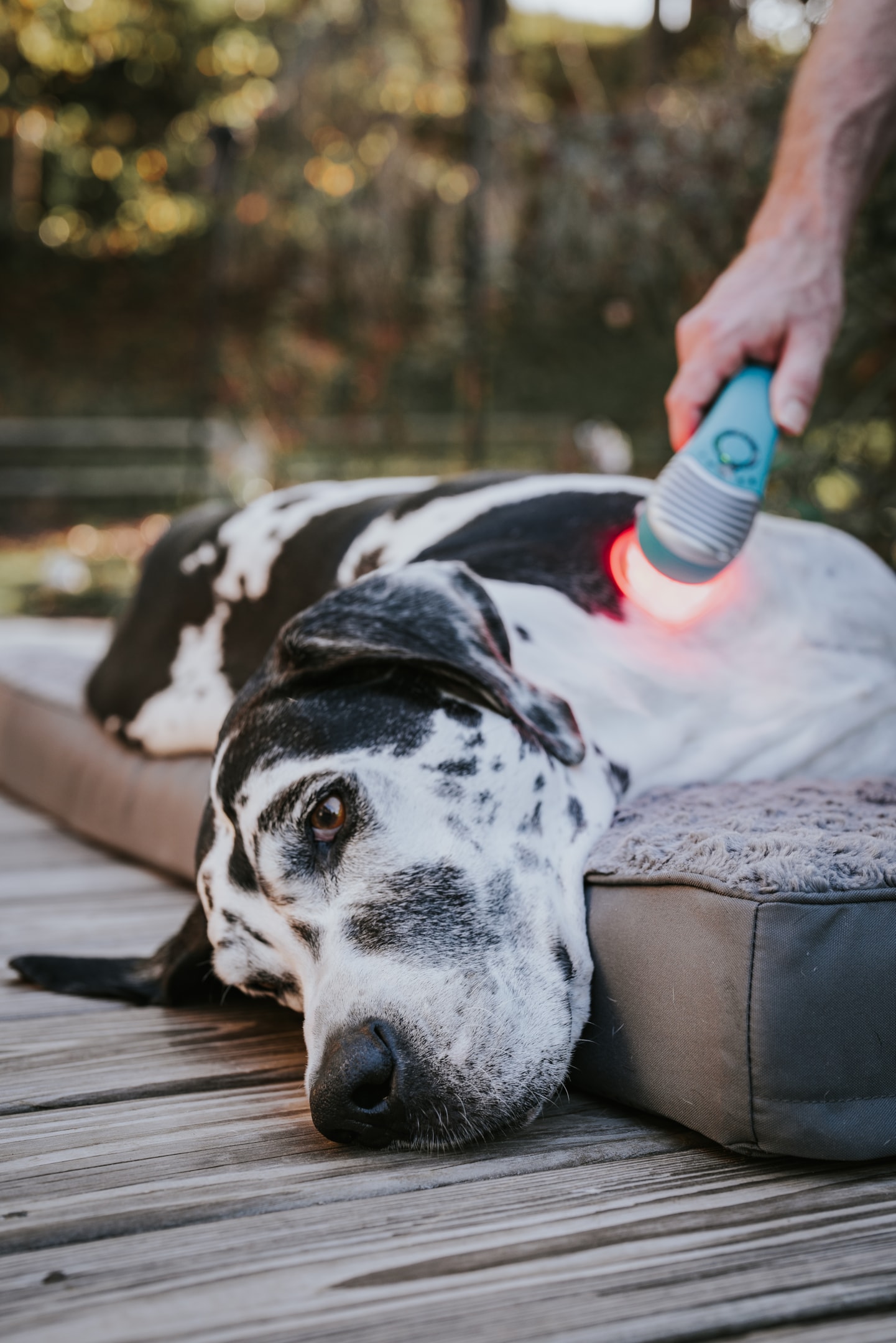 A photo showing how red light therapy works for dogs.