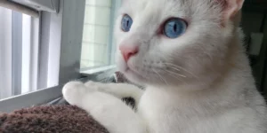 Medcovet Cat - Caspian