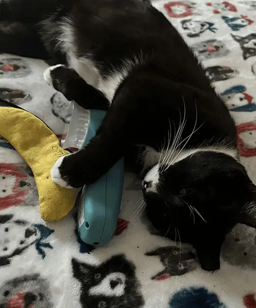 Cat with Luma