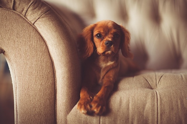 dog, couch, brown dog, pet, canine, adorable, animal, cute, domestic animal, fur, furniture, indoors, laying down, mammal, puppy, purebred, resting, nature, seat, sofa, young, portrait, dog portrait