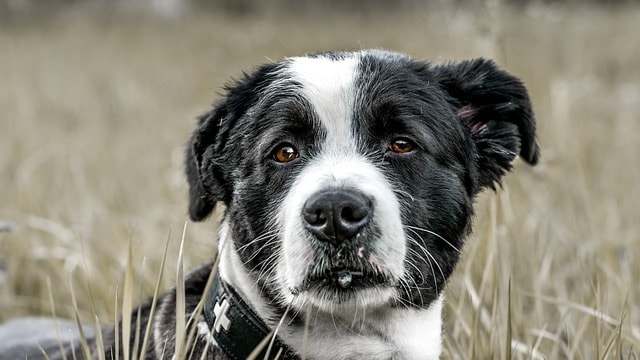 dog, pet, canine, animal, fur, snout, mammal, domestic animal, dog portrait, animal world, close up, nature, dog, dog, dog, dog, dog