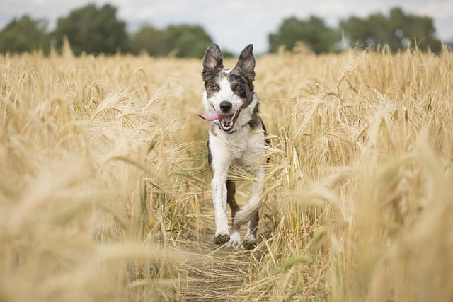 dog, pet, animal, running, playful, fun, mammal, brown dog, brown animals, brown running, brown run, brown pets, nature, brown fun