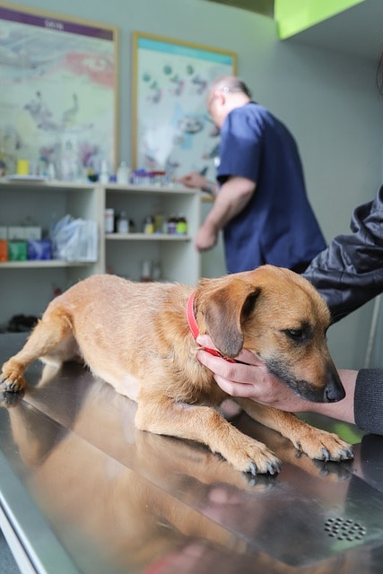 veterinarian, examination dog, pet, ambulance, clinic, pets, dog, health, prevention, animal, diagnosis, dog diseases, nature, vaccination, care, treatment, petcare