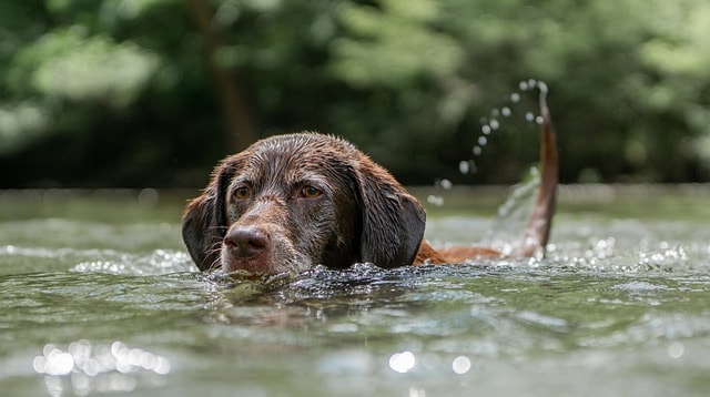 chocolate labrador, swimming, nature, dog, puppy, swim, water, pet, animal, labrador, cute, fun, lake, wet, friendly