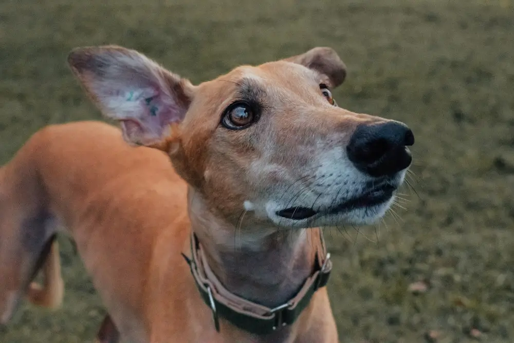 MedcoVet dog - Huxley