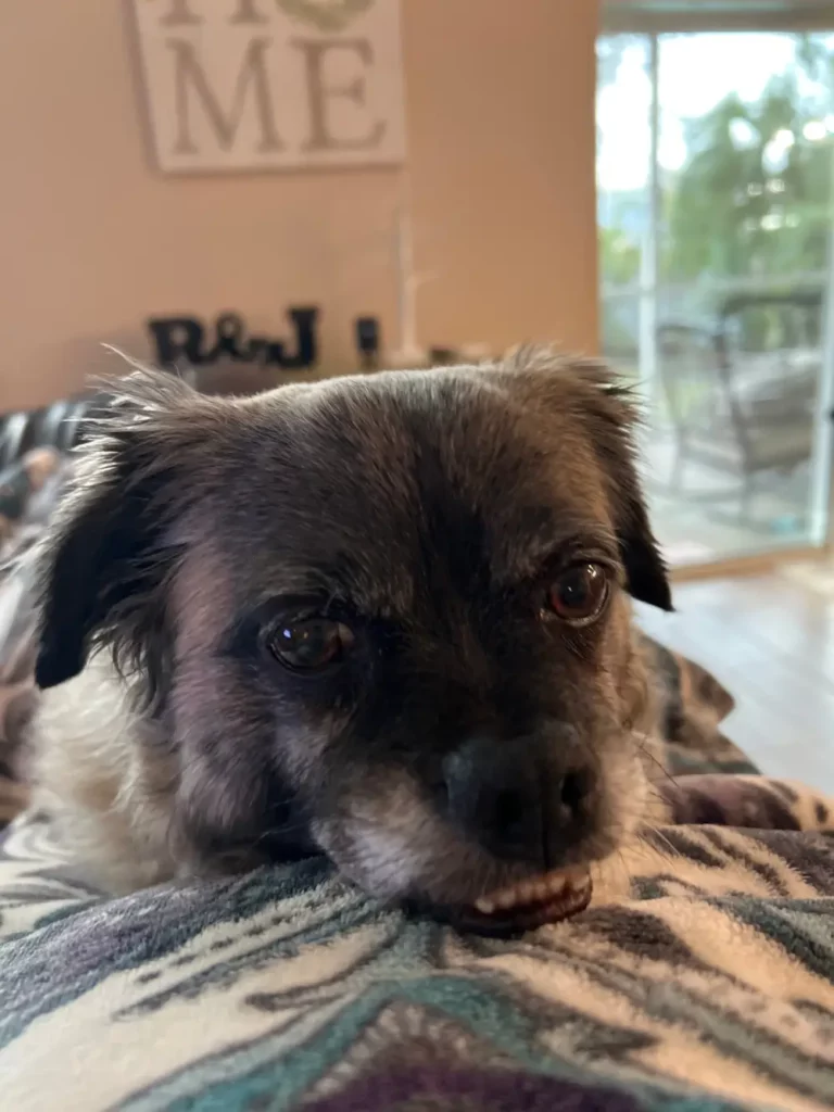 MedcoVet Dog - Roxy