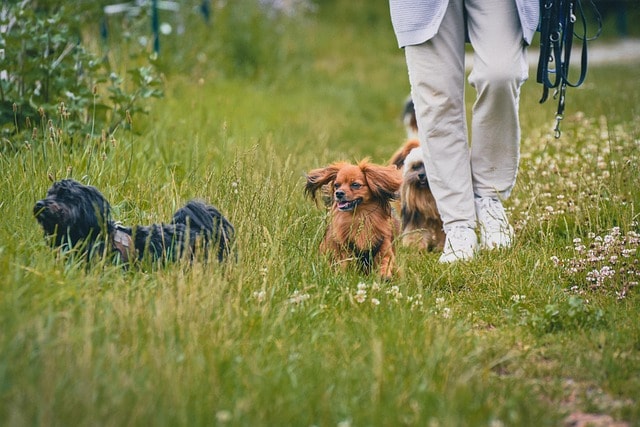 dogs, animals, outdoors, mammals, nature, out for a walk, pets, canine