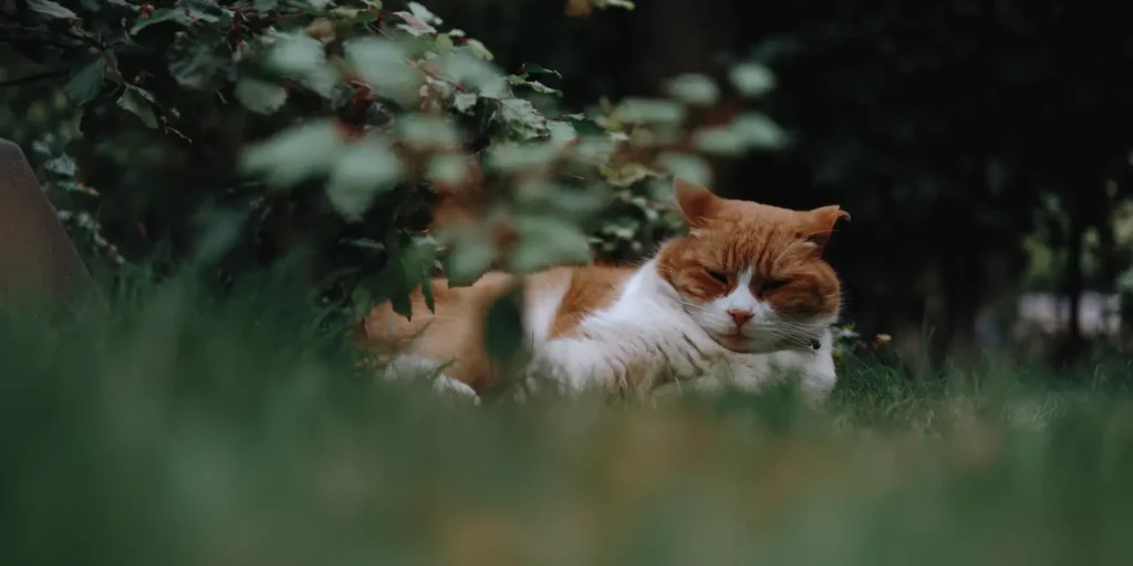 cat laying in green field