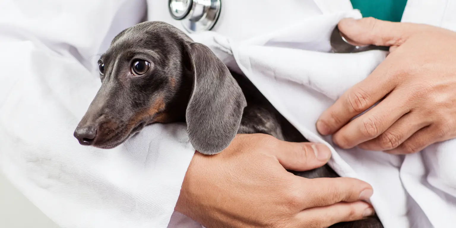 consulting a vet over Zoom to help your dog