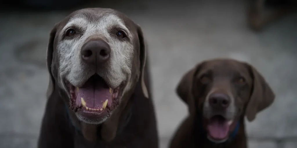 Senior dog with younger dog in the background