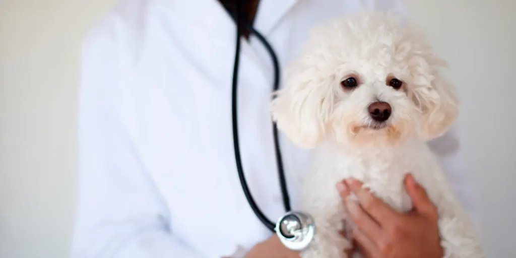 vet holding white dog
