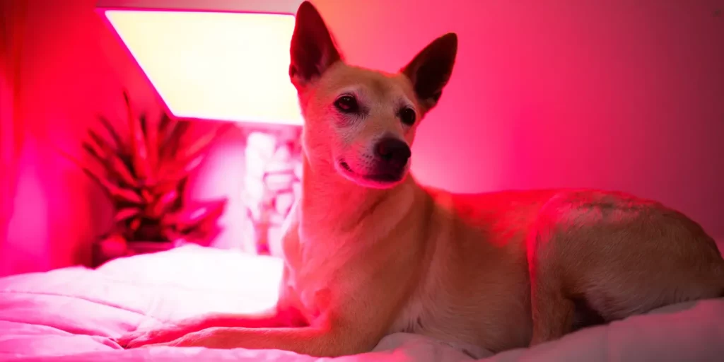 Dog with red light in the background