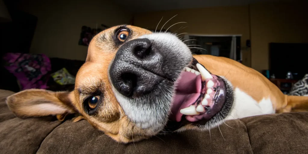 Silly dog looking at camera