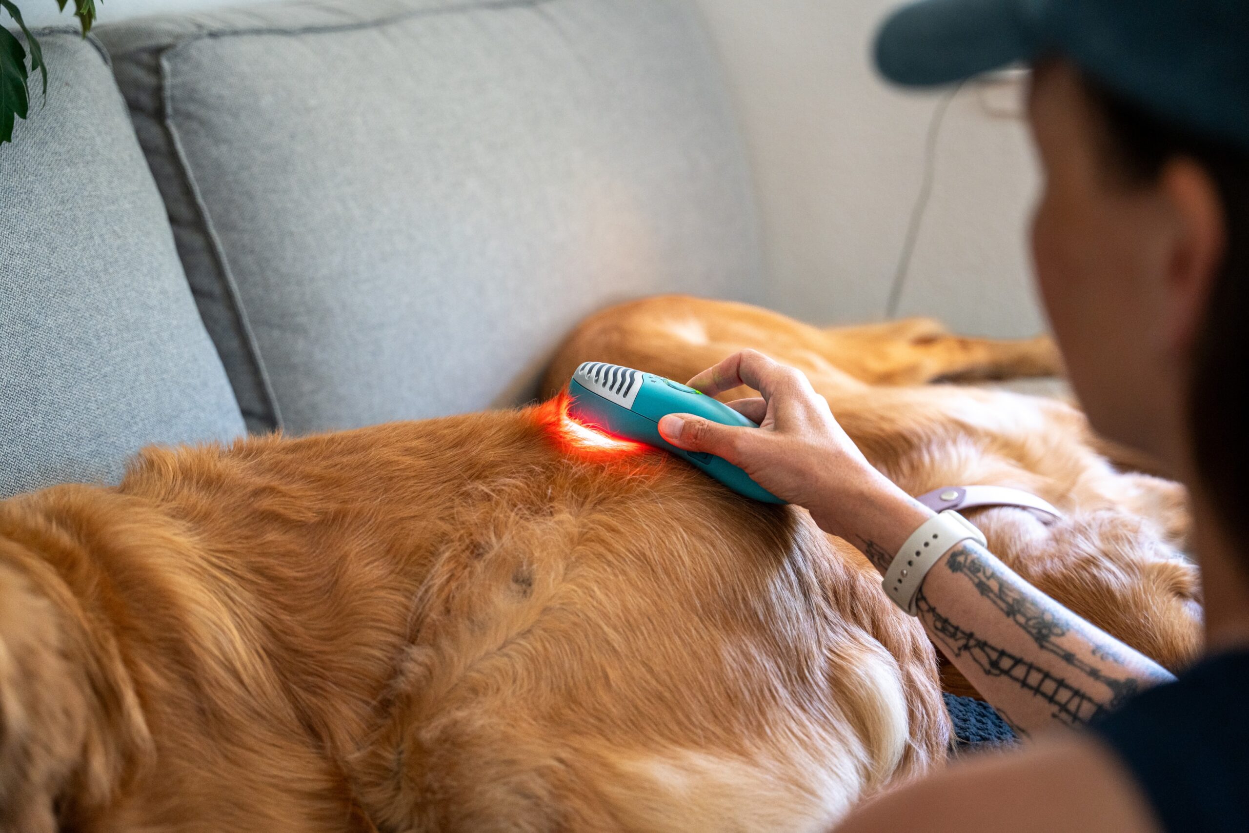 A dog is lying down while receiving red light therapy on its hip joint area, aimed at relieving arthritis pain and supporting joint health. This treatment is part of a personalized treatment plan to manage joint issues and improve mobility in arthritic dogs.