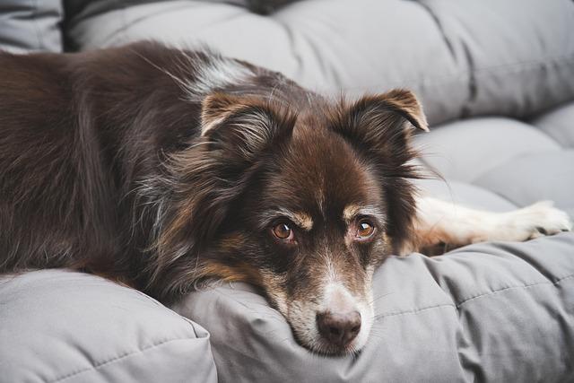 Does the lumaflex work on dogs?