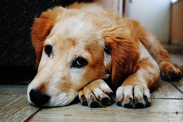 dog, pet, puppy, lying down, sad, sadness, adorable, nature, animal, canine, cute, furry, brown dog, mammal, domestic, domestic dog, portrait, dog portrait