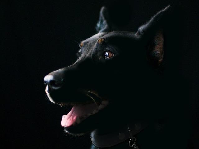Is Lumapet effective for dogs? 