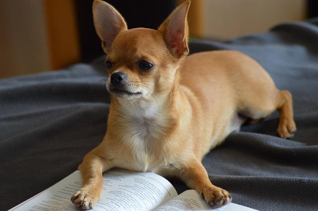 review of LumaPet