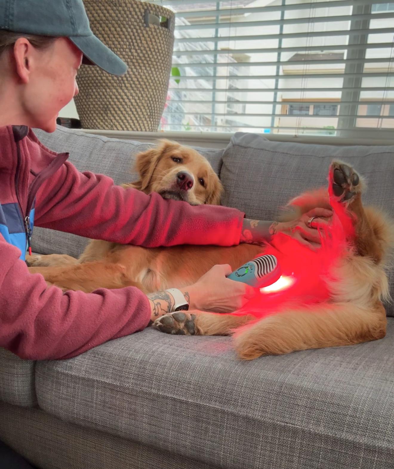 How red light therapy supports dog spay surgery recovery