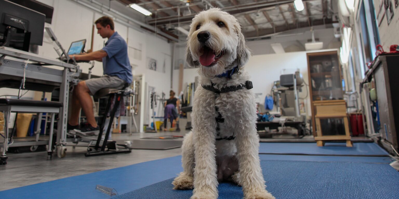 Physical therapy and low-impact exercise for dysplasia