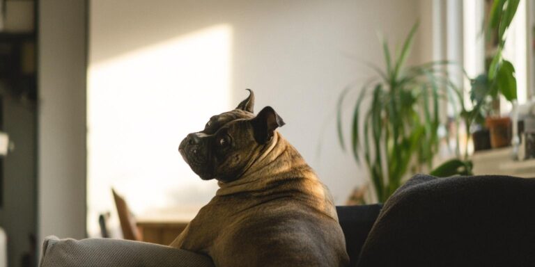 Dog relaxing on couch and looking at camera