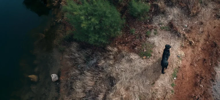 Aerial view of dog on varying terrain